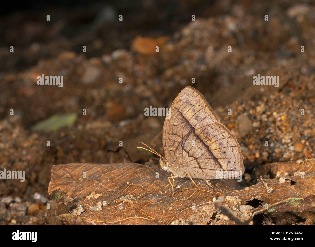 Mycallesis Sp, Butterfly, , Garo Hills, Meghalaya, India Stock Photo