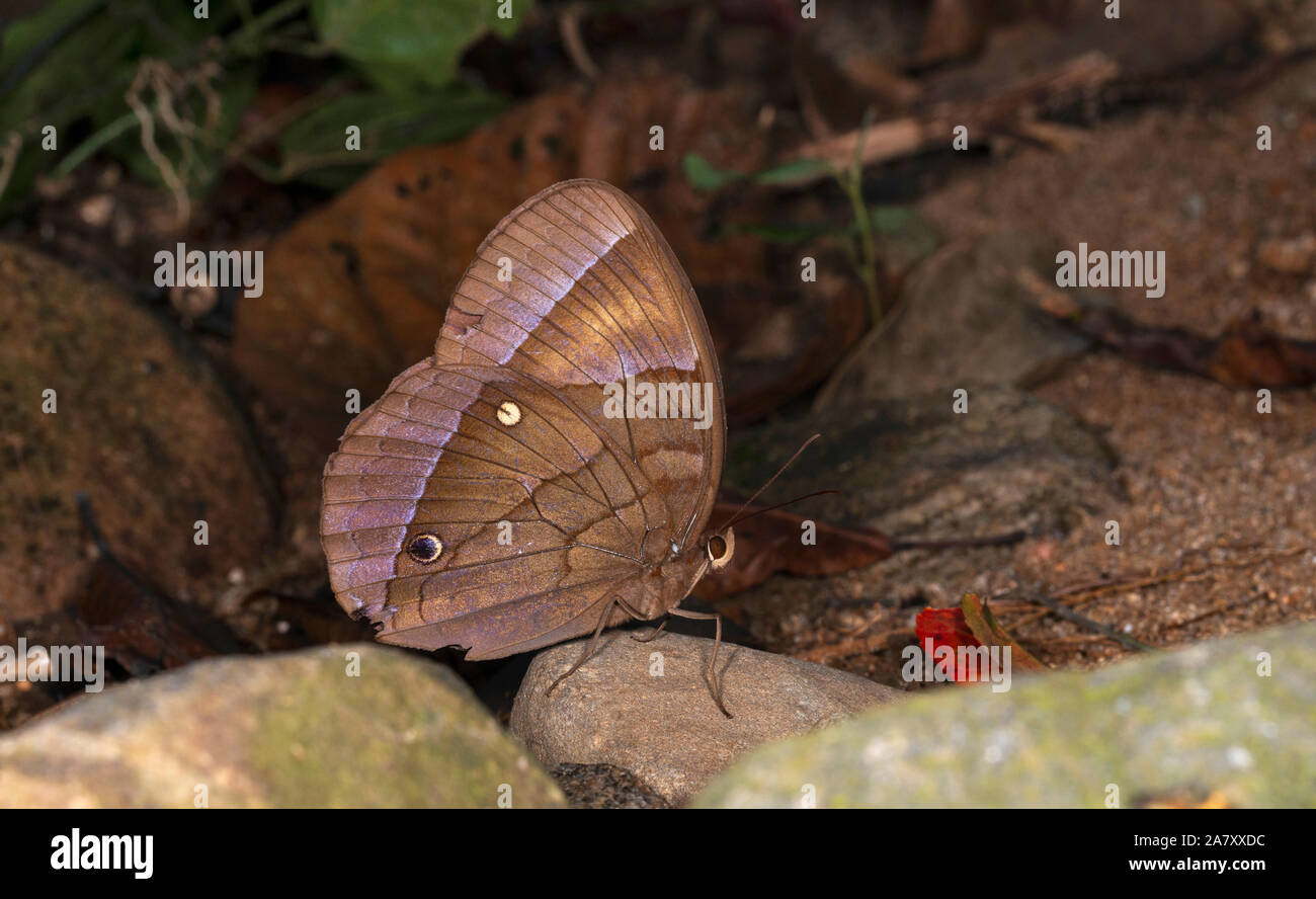 Thaumantis diores hires stock photography and images Alamy
