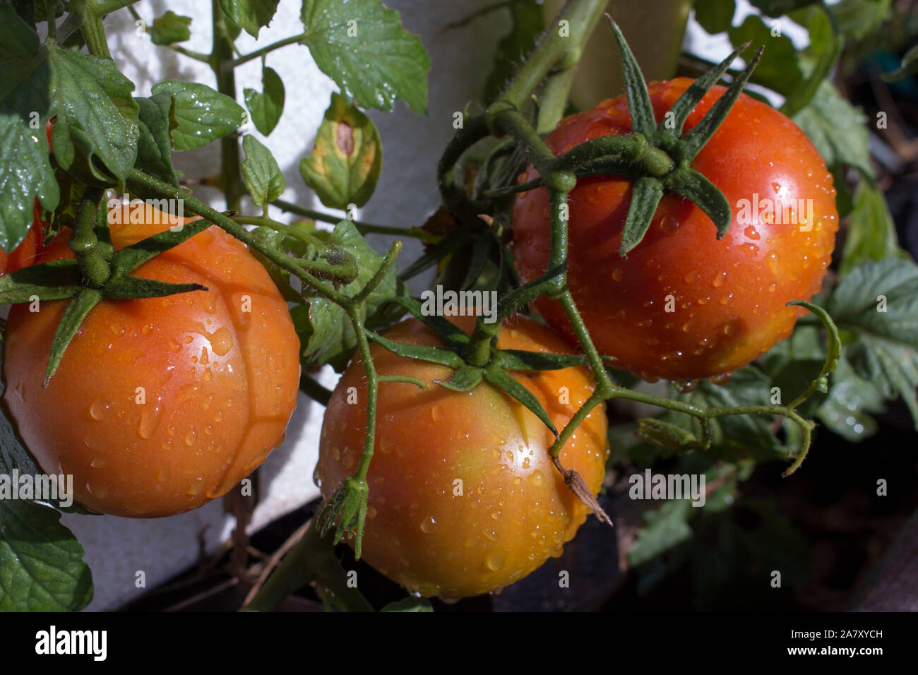 Self sown organically grown ripening round tomatoes the edible red
