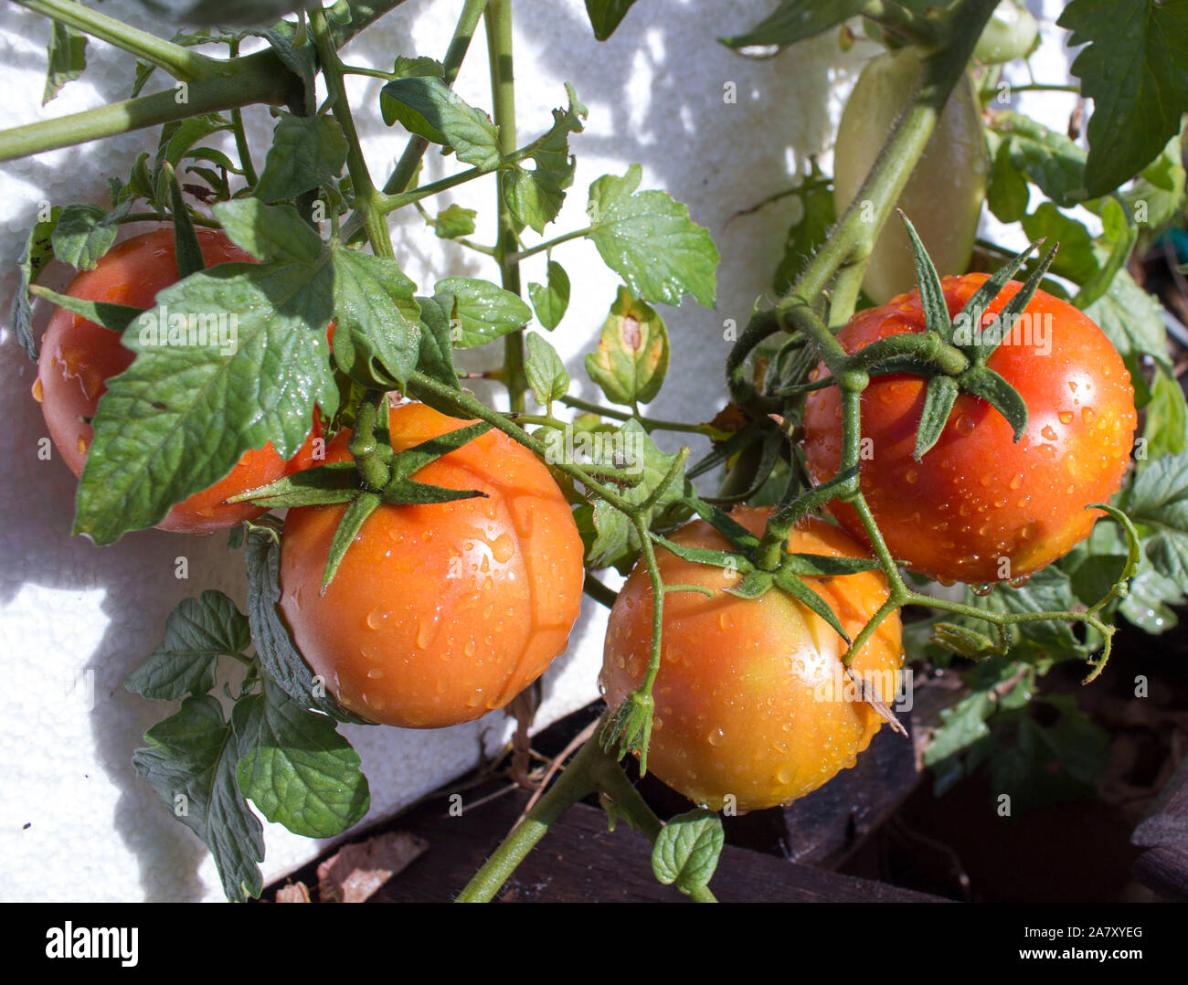 Self sown organically grown ripening round tomatoes the edible red