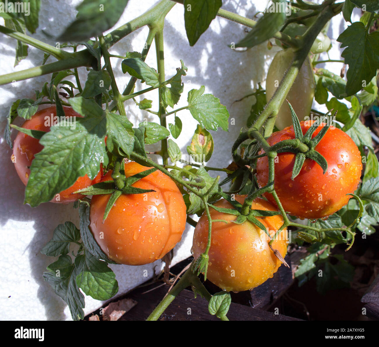 Self sown organically grown ripening round tomatoes the edible red fruit or berry of nightshade