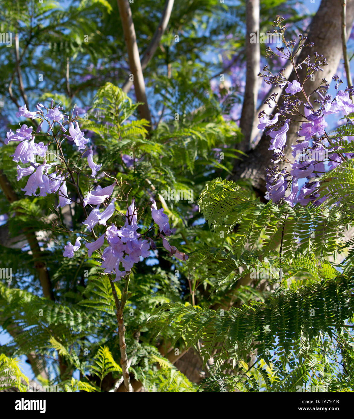 Spectacular mauve flowers of Jacaranda mimosifolia a genus of 49