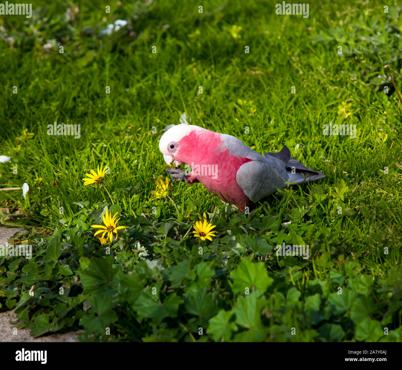 A curious Australian pink and grey galah Eolophus roseicapilla searches for juicy cape weed flower tips to eat from the green lawn in the estuary park. Stock Photo
