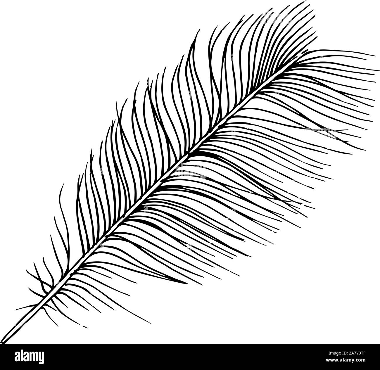 Vector bird feather from wing isolated. Black and white engraved ink art.  Isolated feathers illustration element. Stock Vector