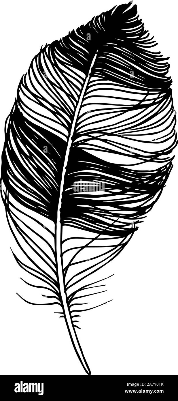 Vector bird feather from wing isolated. Black and white engraved ink ...