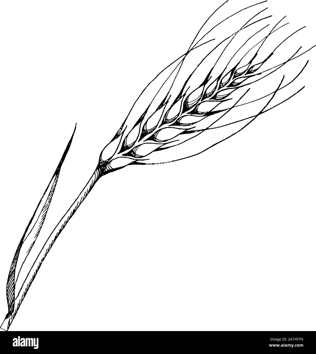 Vector ear of wheat. Black and white engraved ink art. Isolated spica  illustration element Stock Vector Image \u0026 Art - Alamy, image size:1243x1390
