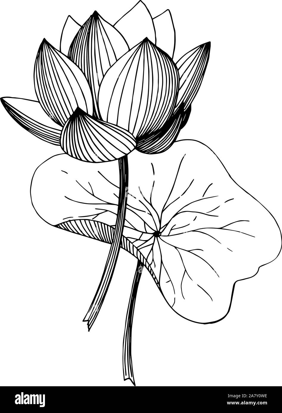 Vector Lotus floral botanical flower. Black and white engraved ink art ...