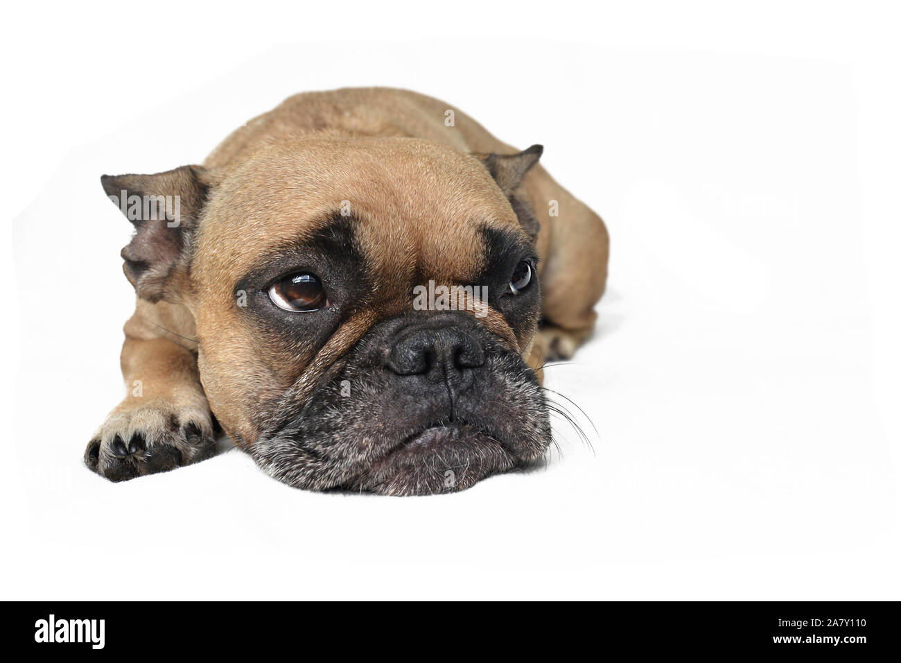 Sad brown French Bulldog dog with ears laid back lying on white ground Stock Photo