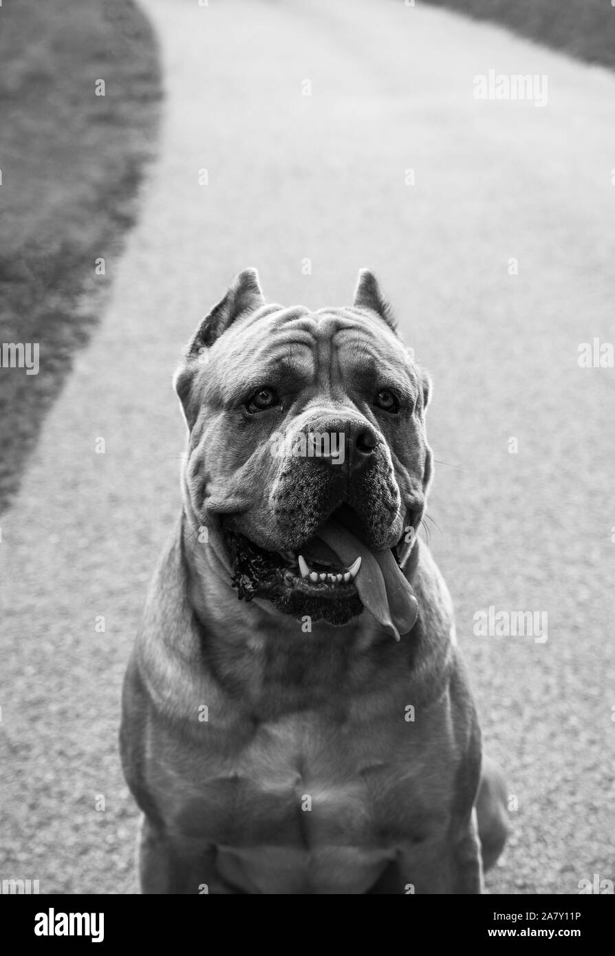 Italian cane corso outdoor on the road Stock Photo Alamy