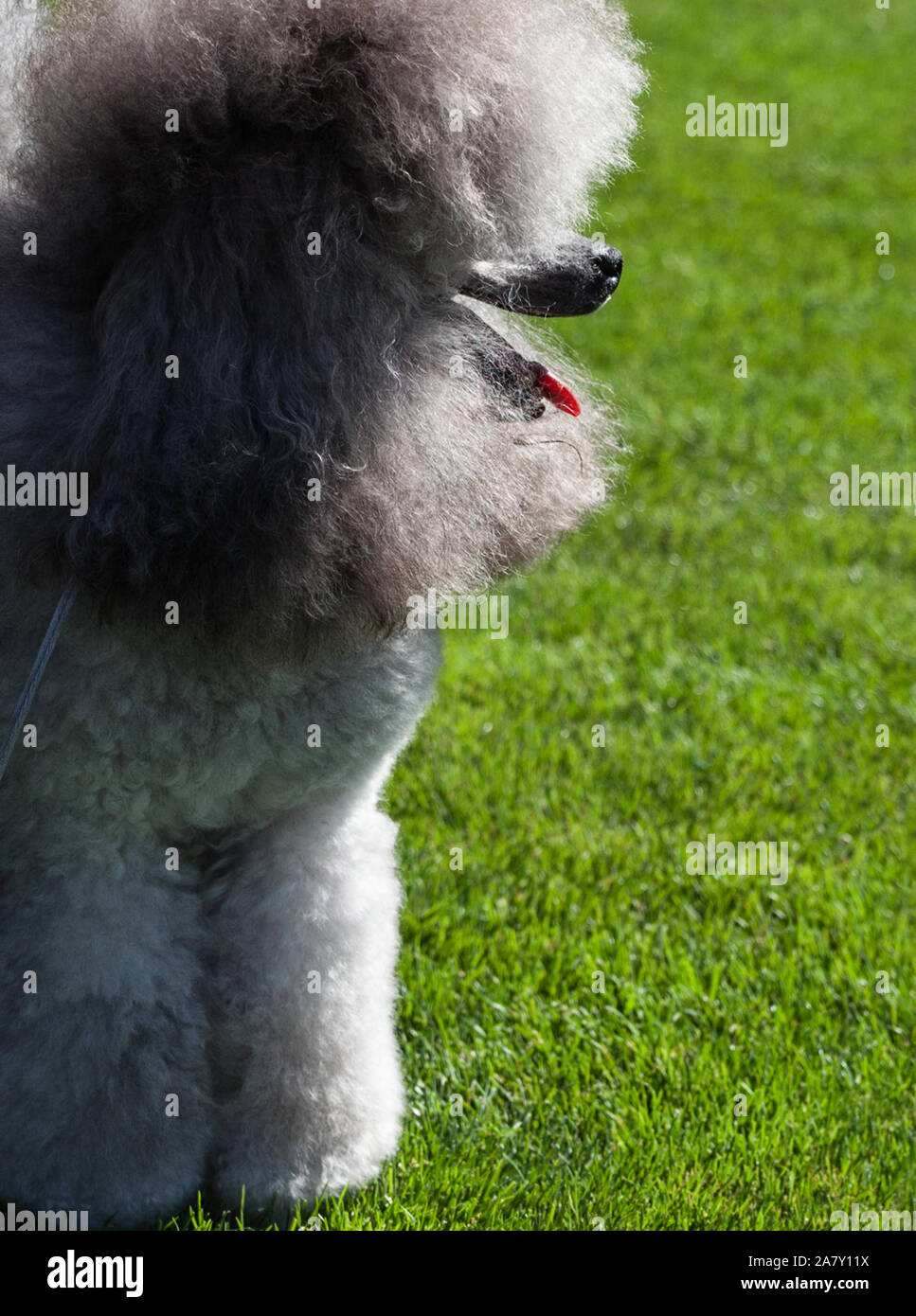Standard Poodle dog on lawn Stock Photo - Alamy