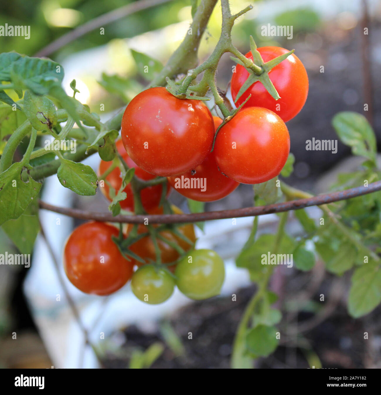 Self sown organically grown ripening round tomatoes the edible red