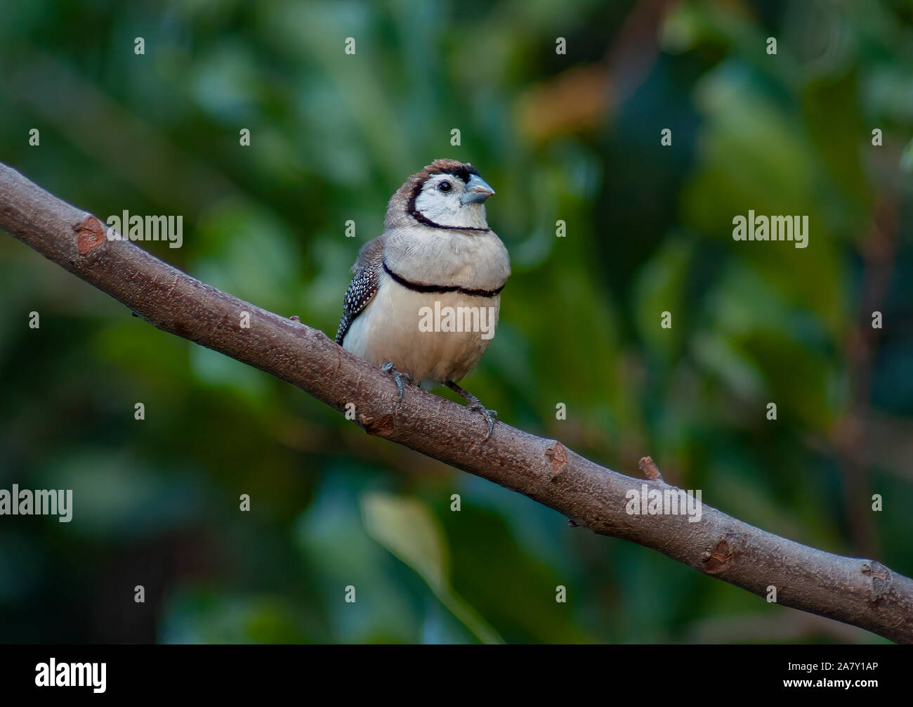 A Double-barred Finch perched on a twig in a garden setting Stock Photo