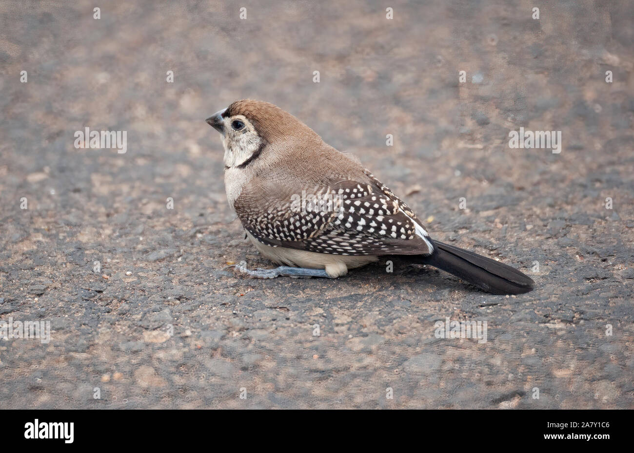 A Double-barred Finched sits stunned after being assaulted by a Brown Honeyeater Stock Photo