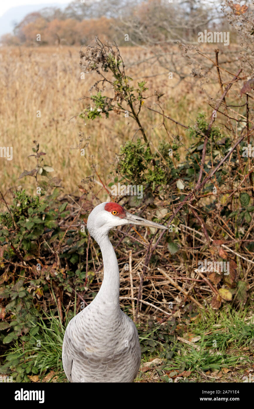 Closeup of a Sandhill Crane at the George C. Reifel Migratory Bird Sanctuary, Delta, BC, Canada Stock Photo