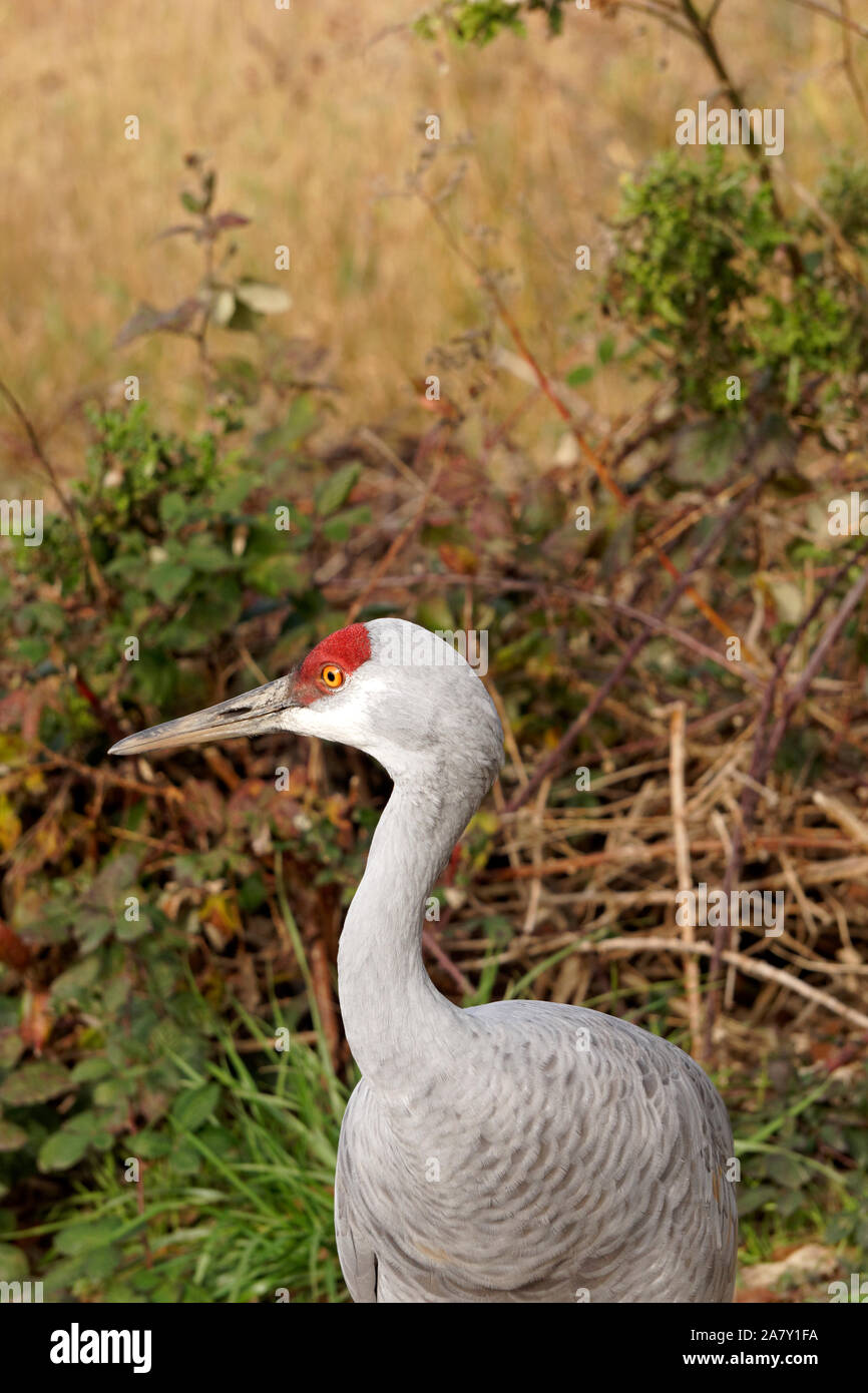 Closeup of a Sandhill Crane at the George C. Reifel Migratory Bird Sanctuary, Delta, BC, Canada Stock Photo
