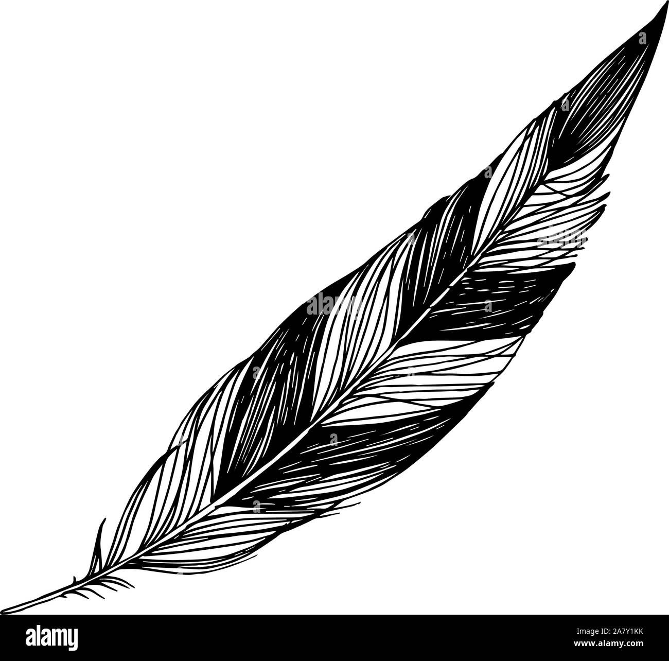 Vector bird feather from wing isolated. Black and white engraved ink ...