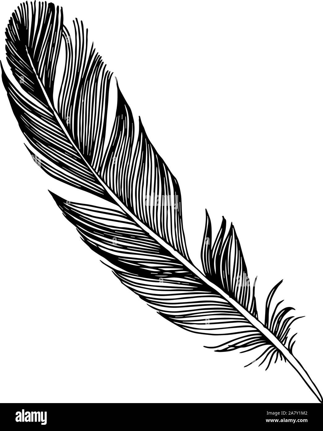 Vector bird feather from wing isolated. Black and white engraved ink ...