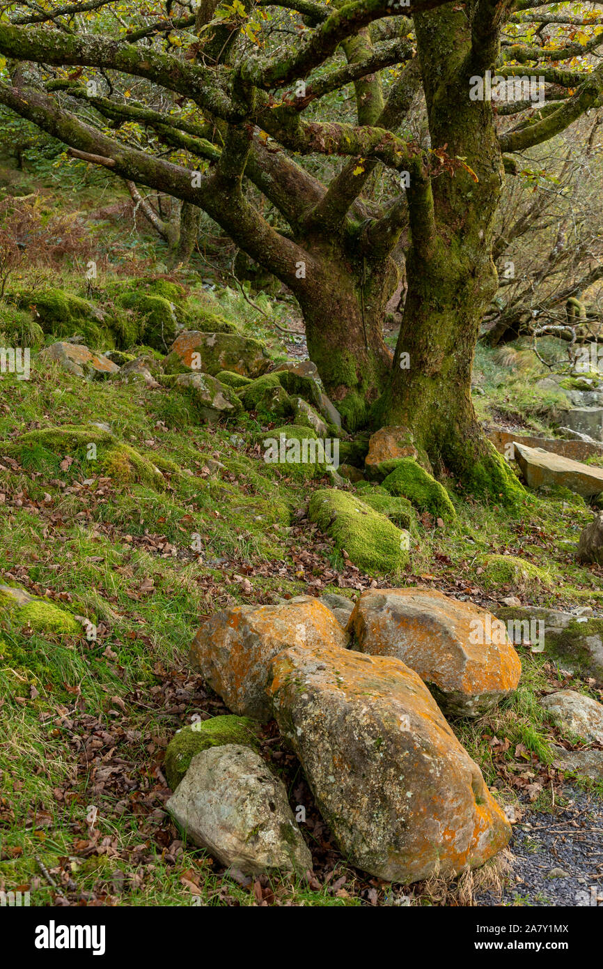 Old twisted tree by Llyn Mymbyr, Snowdonia, North Wales Stock Photo
