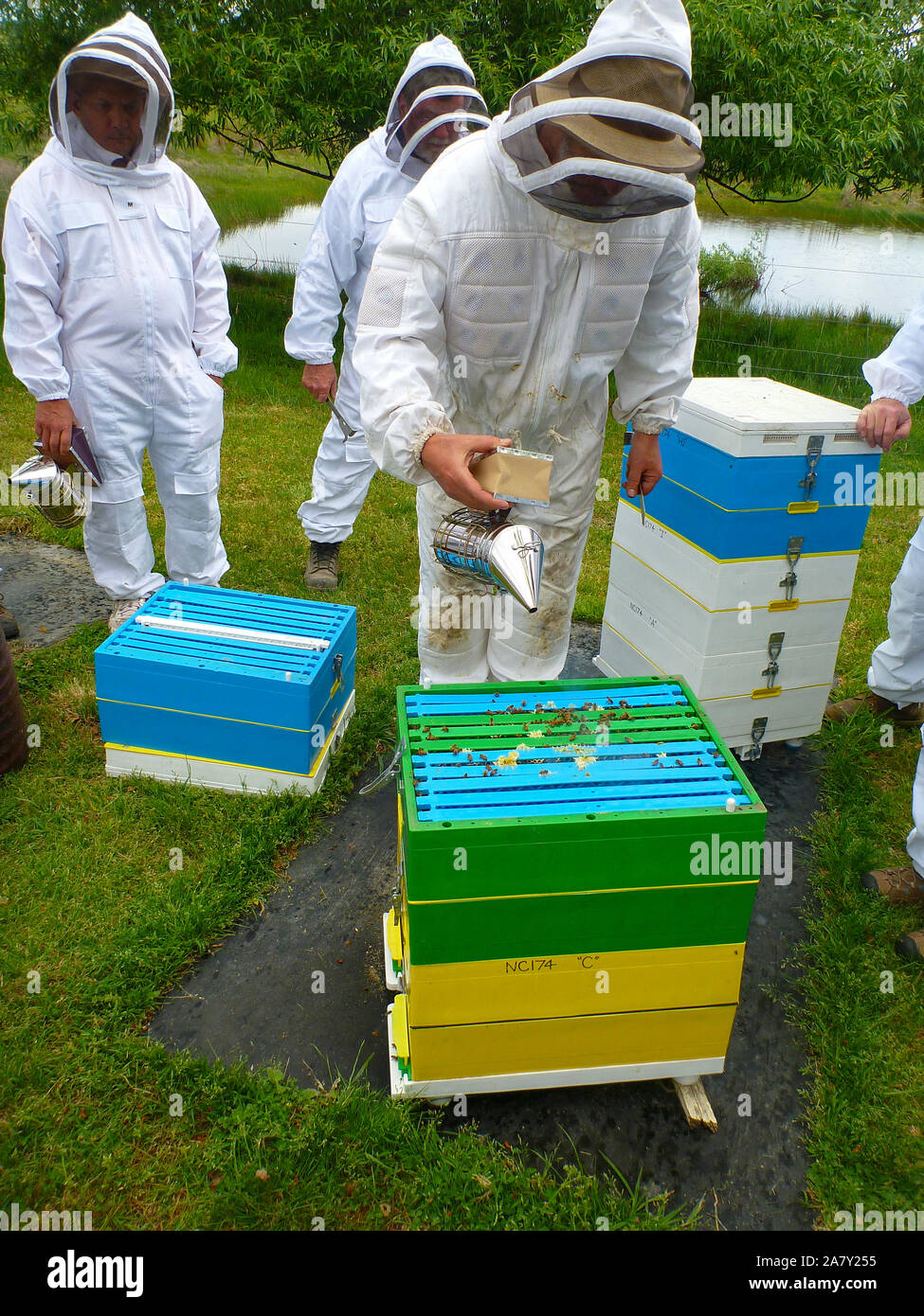 Beekeeping in Australia Stock Photo Alamy