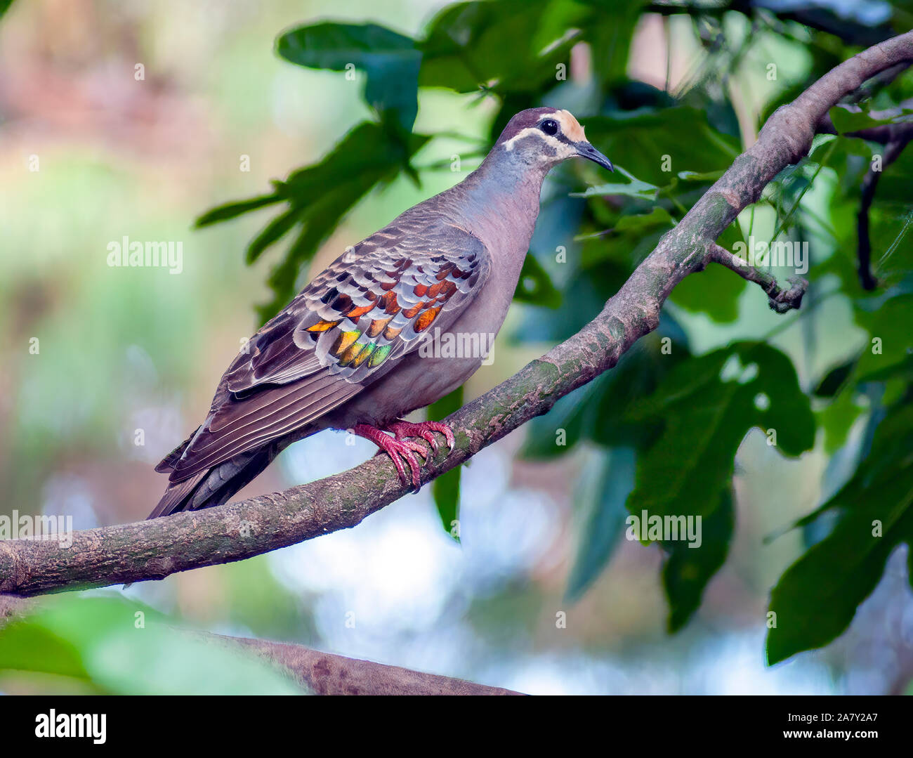 An Australian Common Bronzewing Pigeon perched on a branch in a leafy tree in a garden Stock Photo