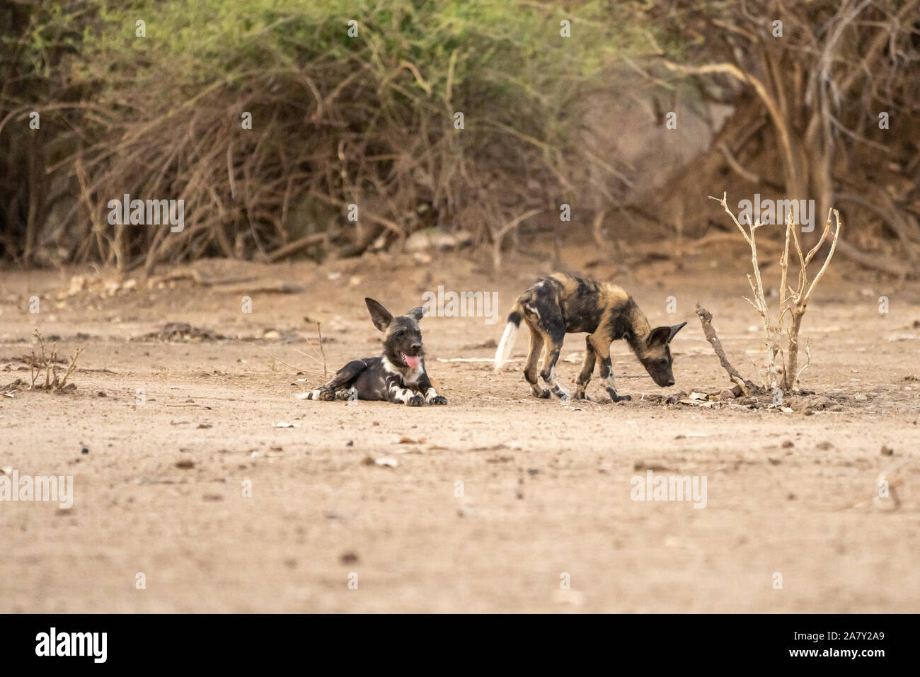 African wild dog (Lycaon pictus) Mana Pools National Park Zimbabwe Stock Photo