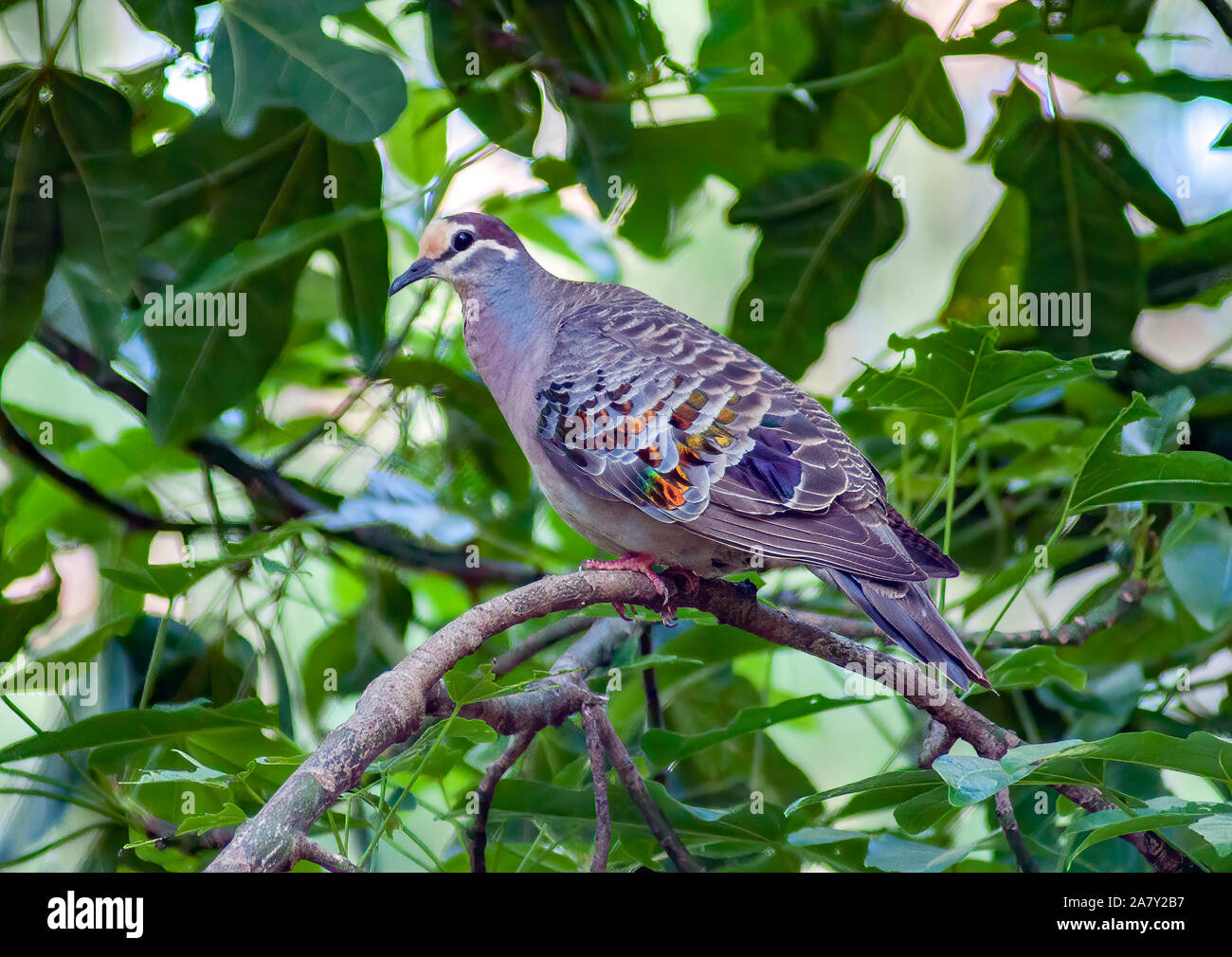 An Australian Common Bronzewing Pigeon perched on a branch in a leafy tree in a garden Stock Photo