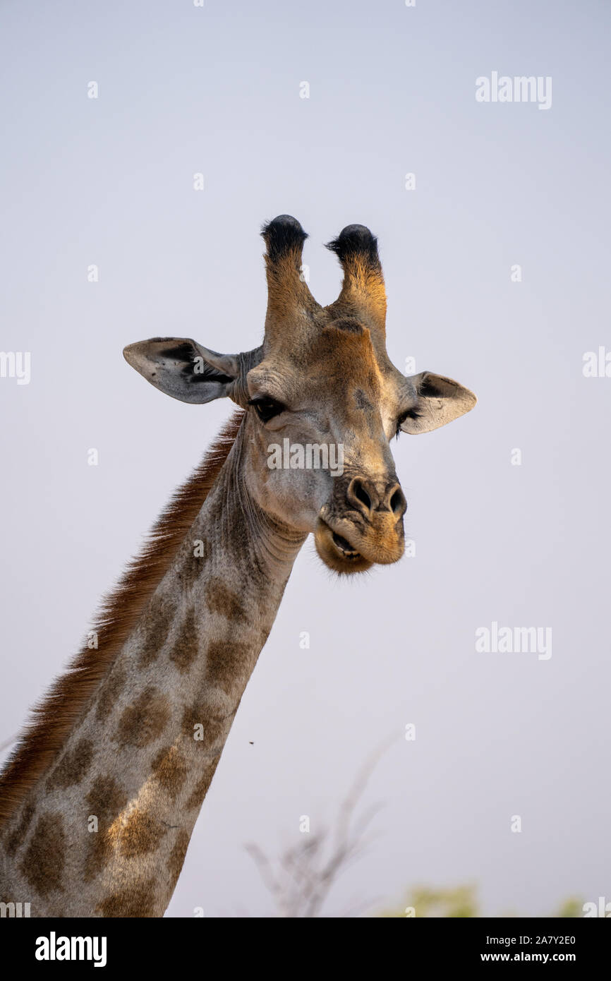 South african giraffe hi-res stock photography and images - Alamy