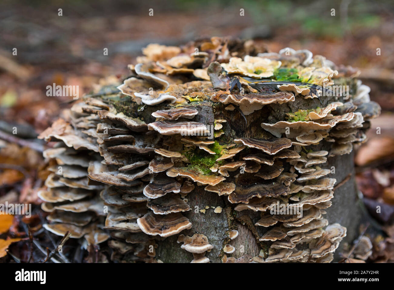 Turkey tail (Trametes Versicolor) mushrooms growing on the stump of a