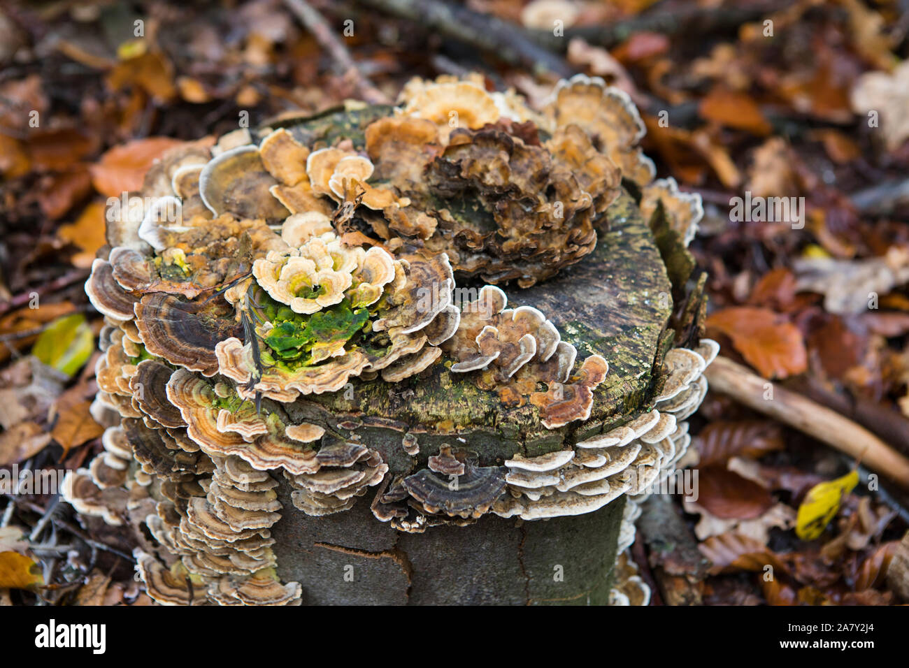 Turkey tail (Trametes Versicolor) mushrooms growing on the stump of a beech tree in autumn Stock Photo