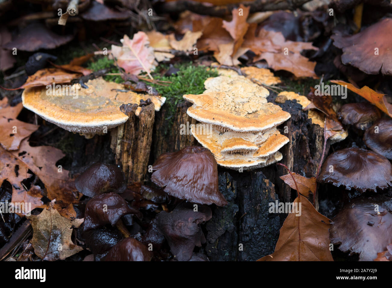 Fresh maze-gill fungi growing on a stump of oak wood and old sulphur tuft mushrooms in the Netherlands Stock Photo