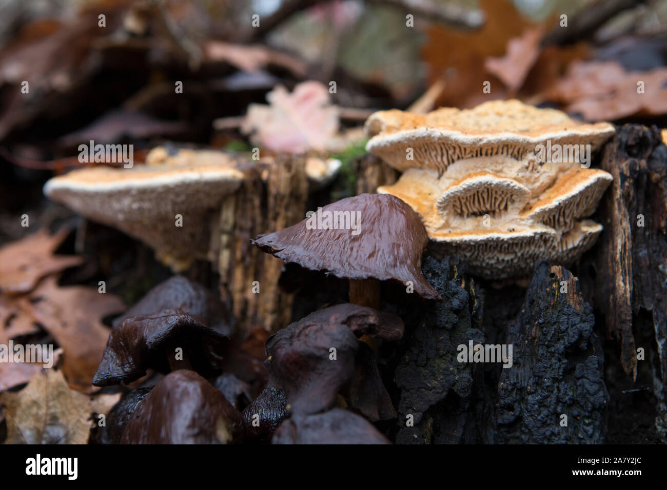 Fresh maze-gill fungi growing on a stump of oak wood and old sulphur tuft mushrooms in the Netherlands Stock Photo