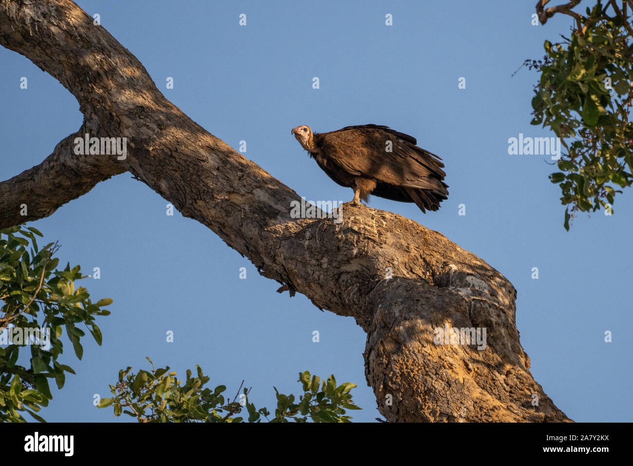 Hooded vulture Stock Photo