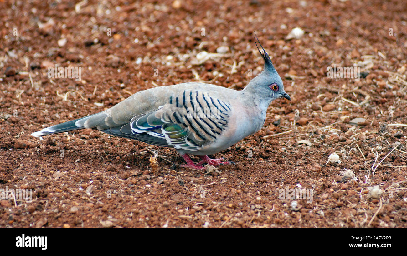 A Crested Pigeon foraging on the ground Stock Photo