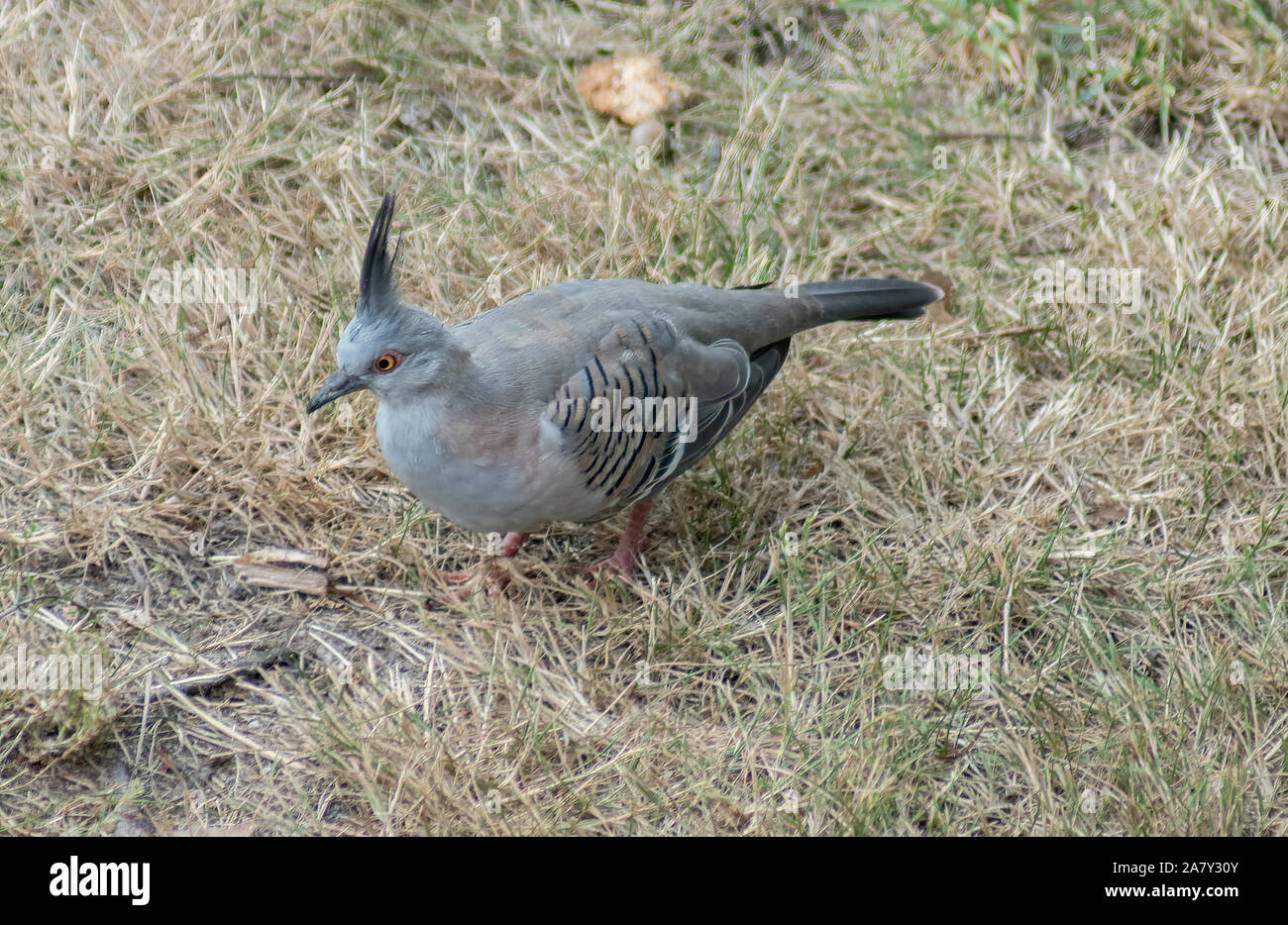 A Crested Pigeon foraging on the ground Stock Photo