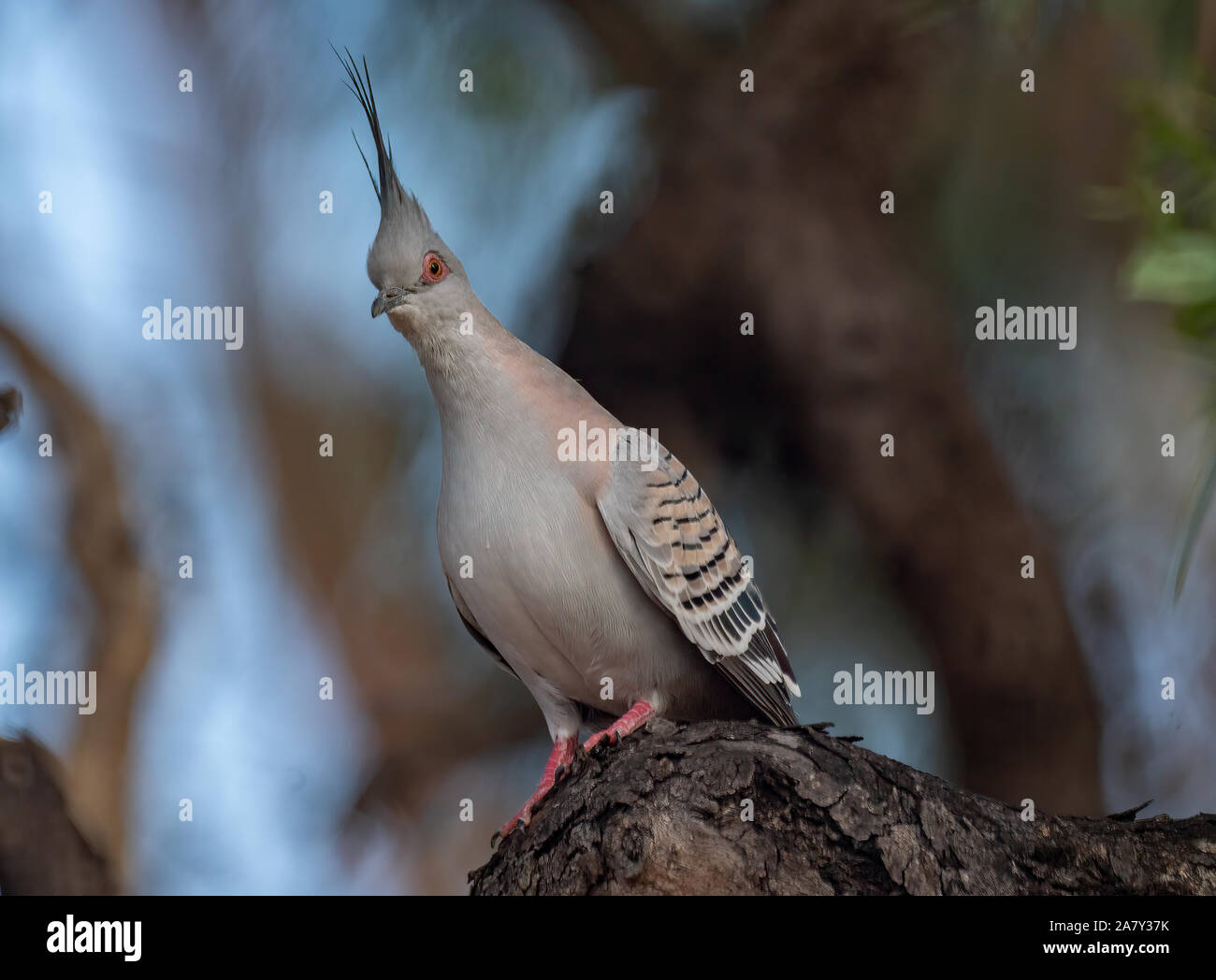 A Australian Crested Pigeon perched on a branch Stock Photo