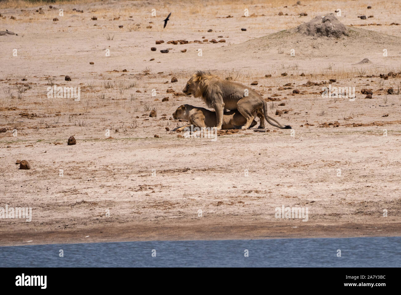 Lion and Lioness Mating (Panthera leo) in Hwange National Park