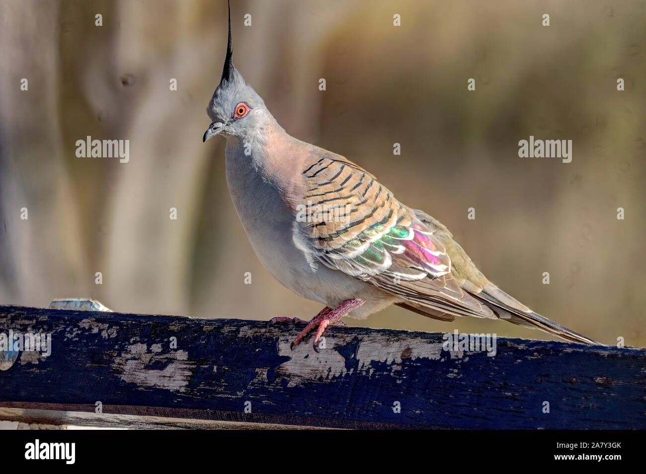 A Australian Crested Pigeon perched on a branch Stock Photo