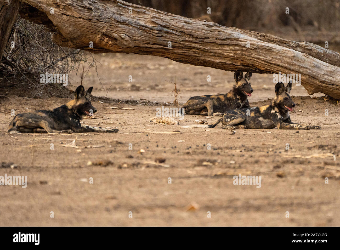 African wild dog (Lycaon pictus) Mana Pools National Park Zimbabwe Stock Photo
