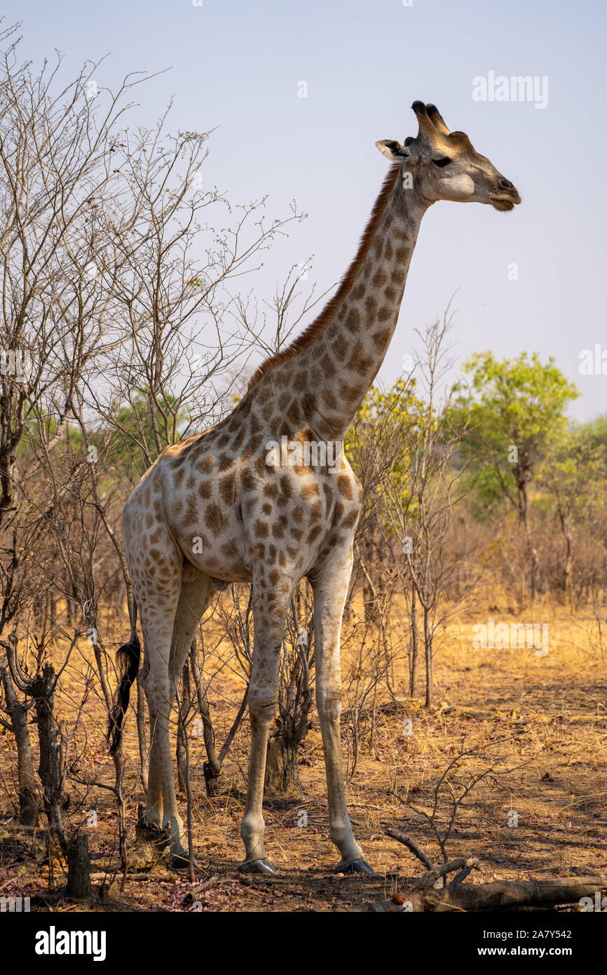 South african giraffe hi-res stock photography and images - Alamy