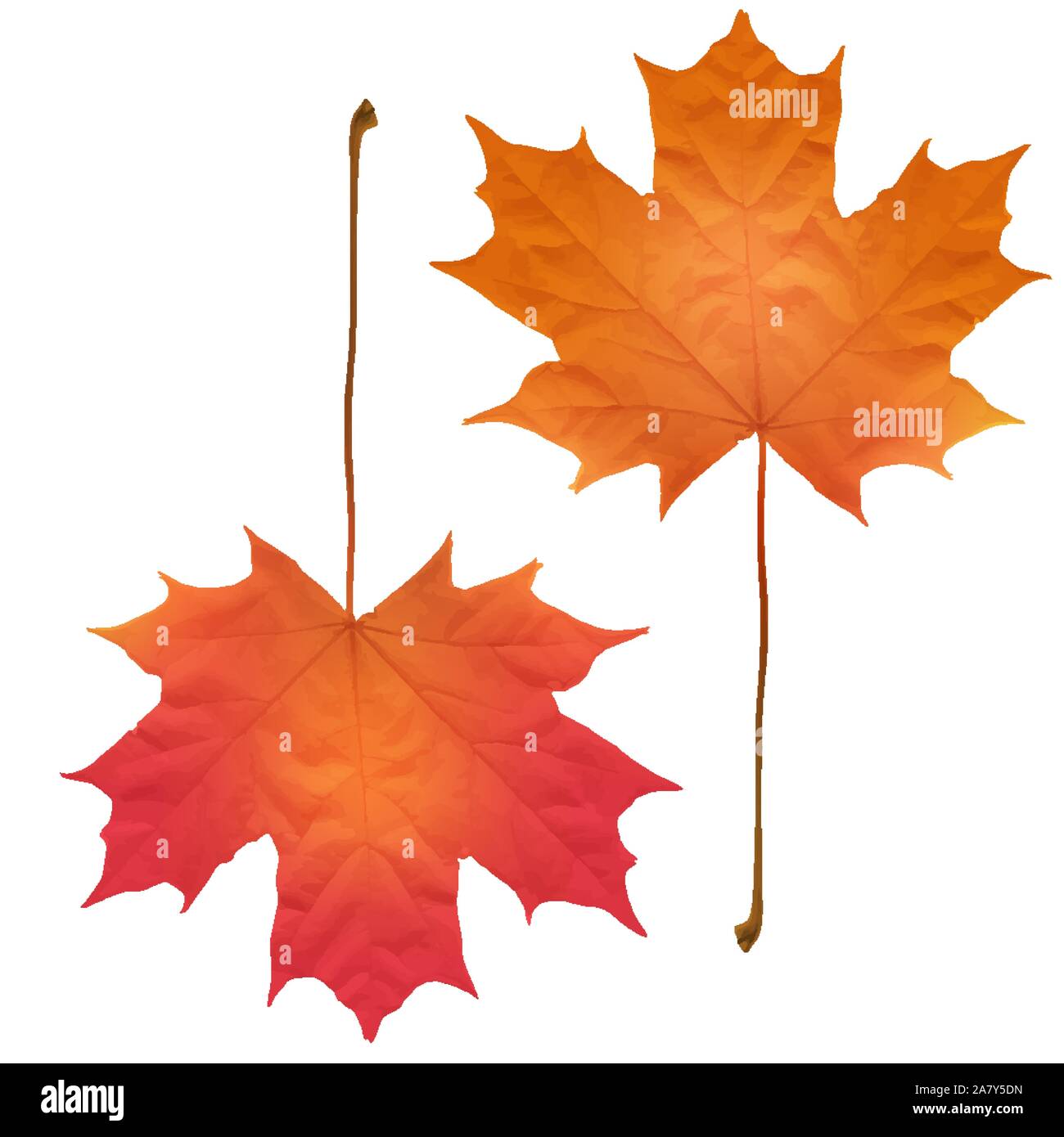 Realistic maple leaves isolated on white background Stock Vector Image ...