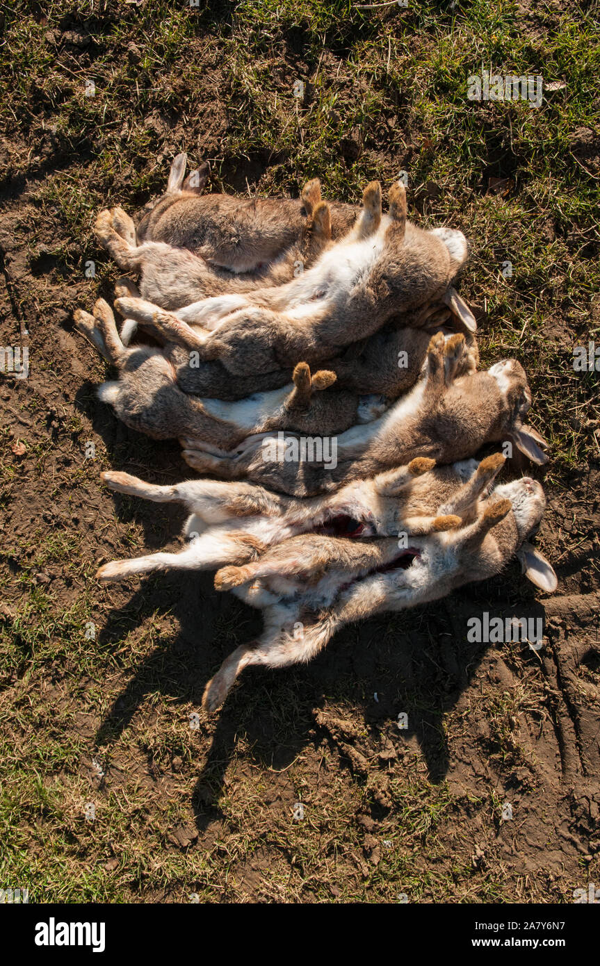 Dead rabbits Stock Photo Alamy