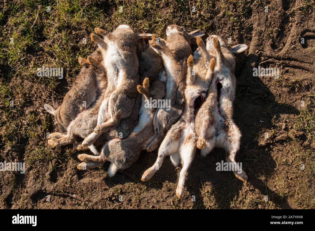Rabbits hunting hi-res stock photography and images - Alamy