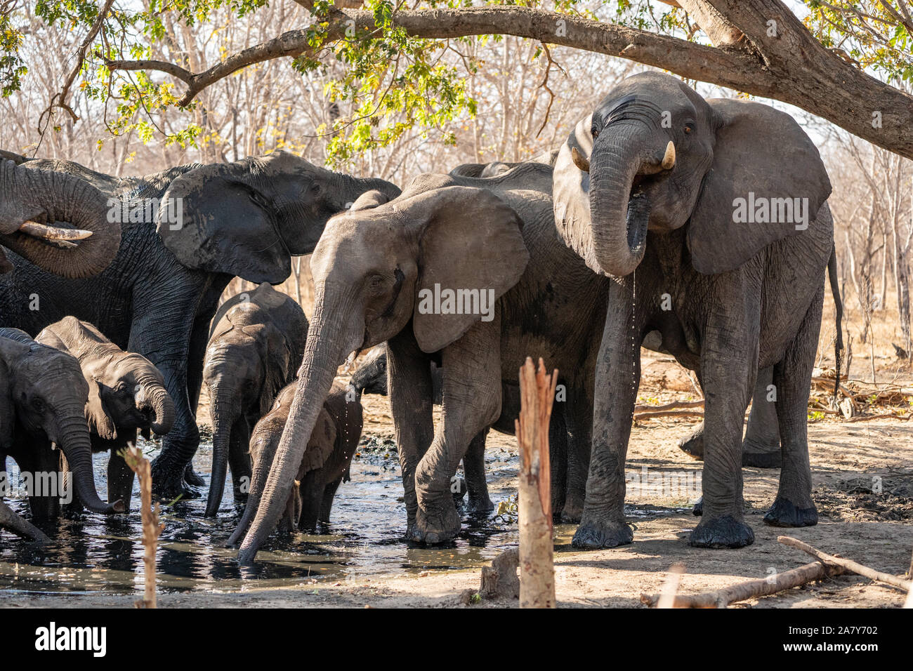 African Elephants drinking water Stock Photo