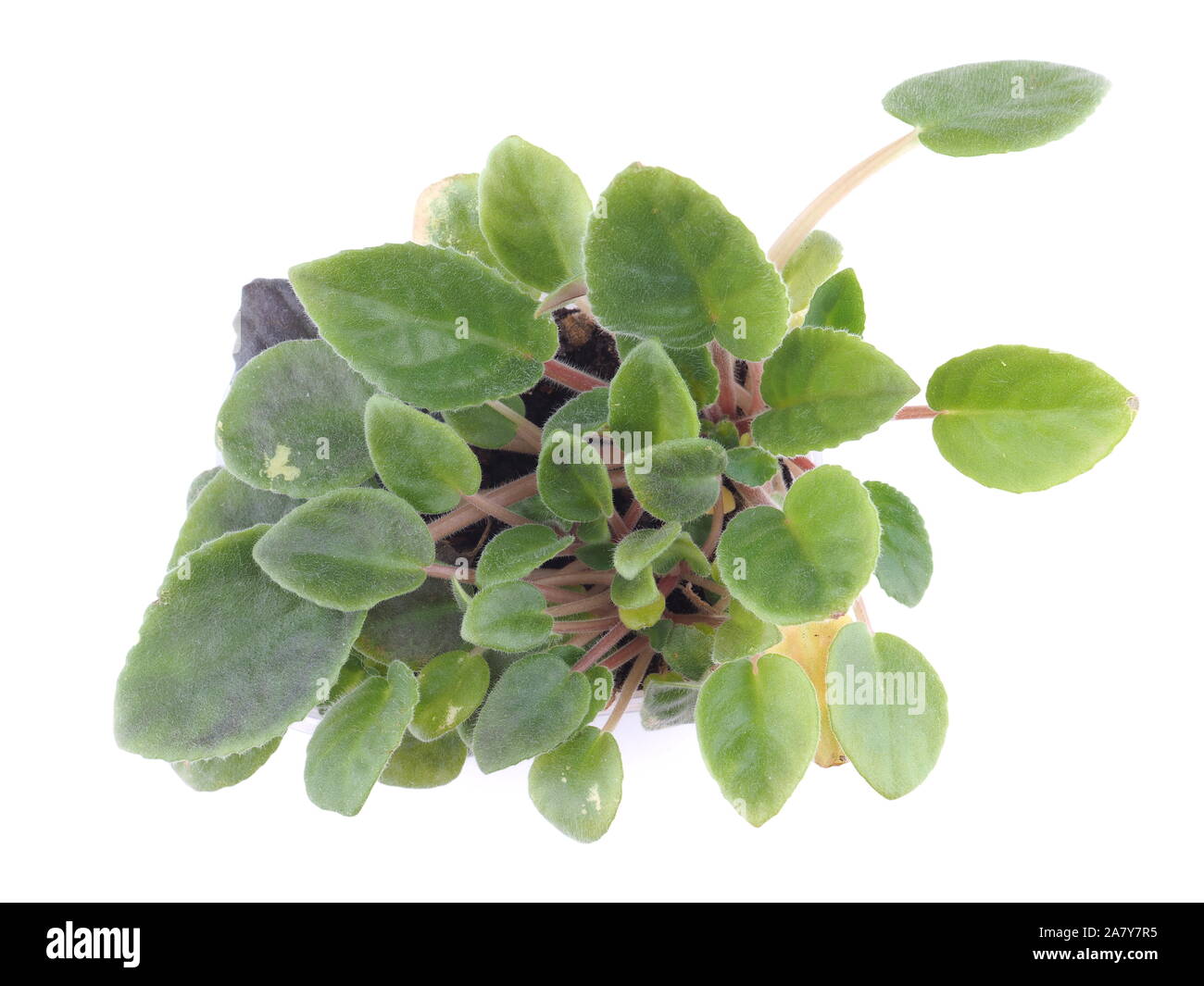 violet leaves on a white background Stock Photo - Alamy