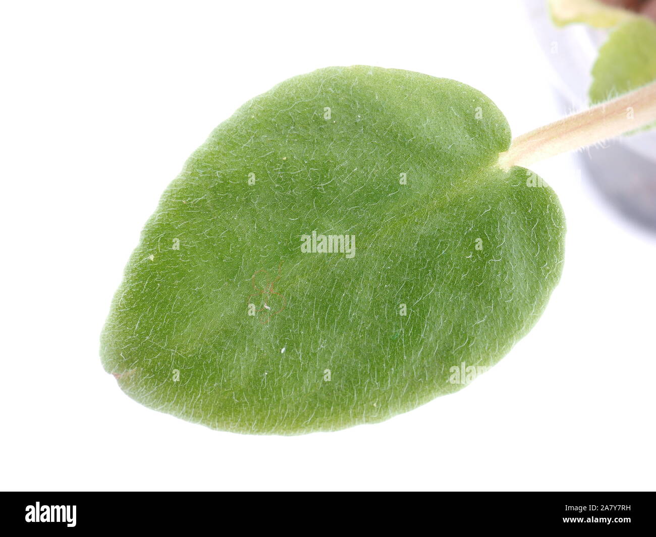 violet leaves on a white background Stock Photo - Alamy