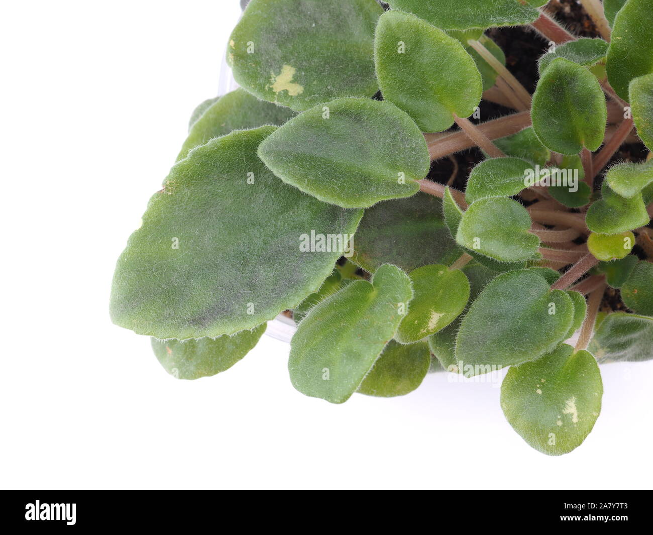 violet leaves on a white background Stock Photo - Alamy