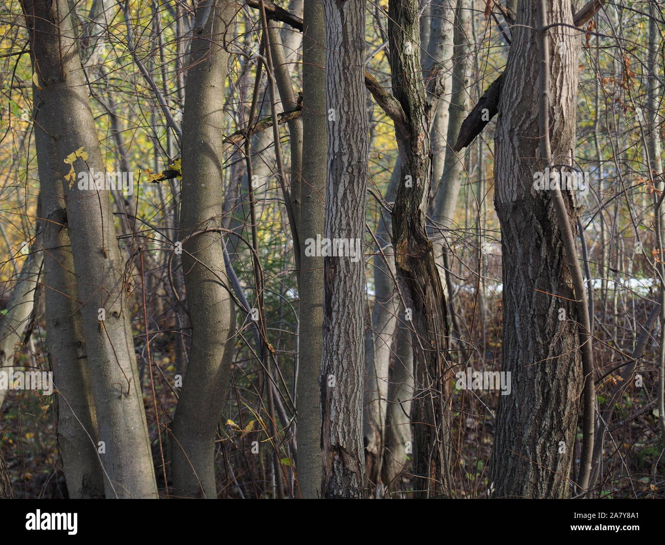 trees in the forest. autumn Stock Photo - Alamy