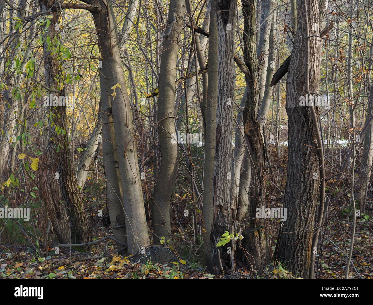 trees in the forest. autumn Stock Photo - Alamy