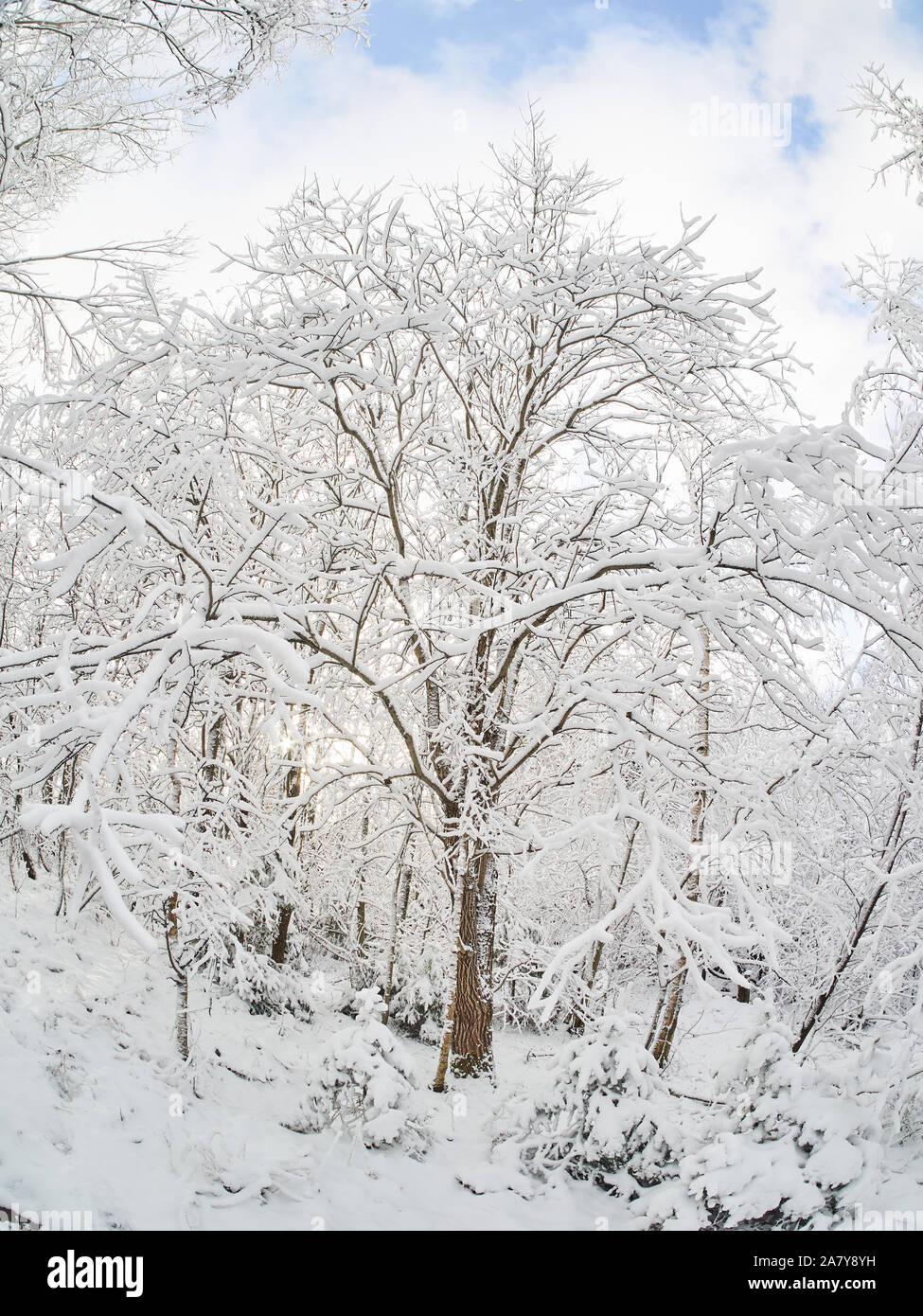 winter in the forest. taiga Stock Photo - Alamy