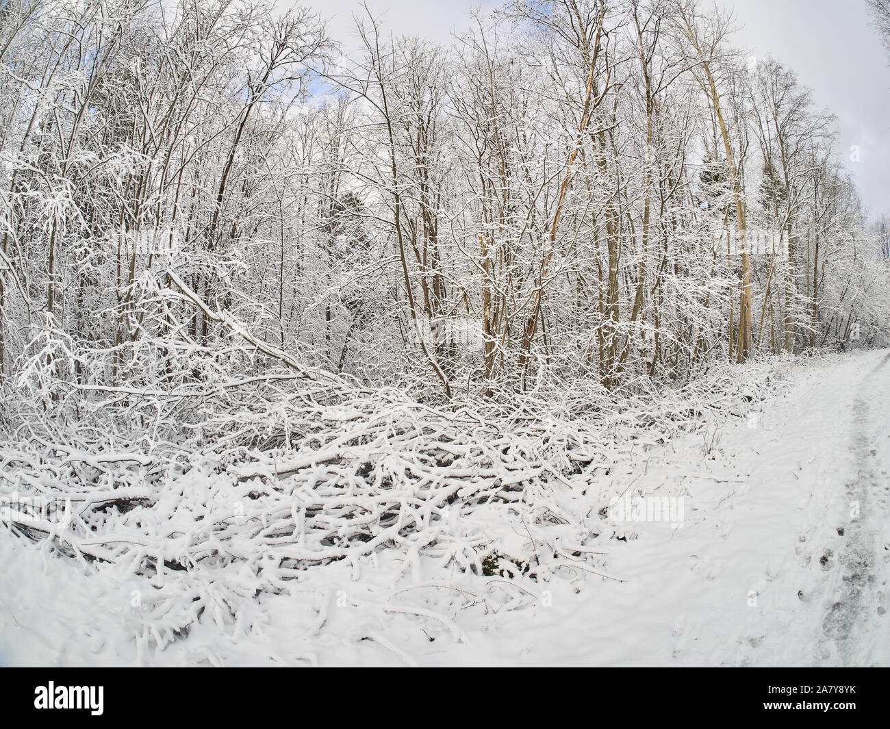 winter in the forest. taiga Stock Photo - Alamy